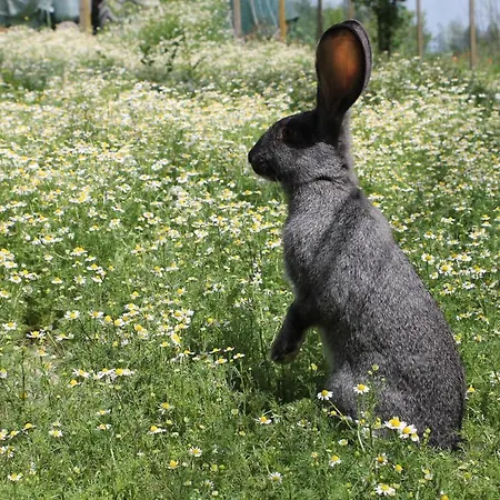 Il Segnavento Tatil Evi Cassinasco