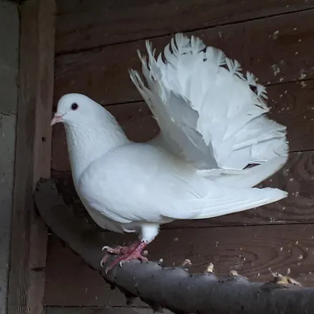 Il Segnavento * Cassinasco