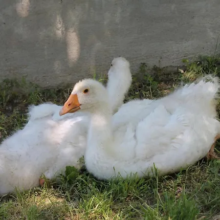 Il Segnavento Tatil Evi *