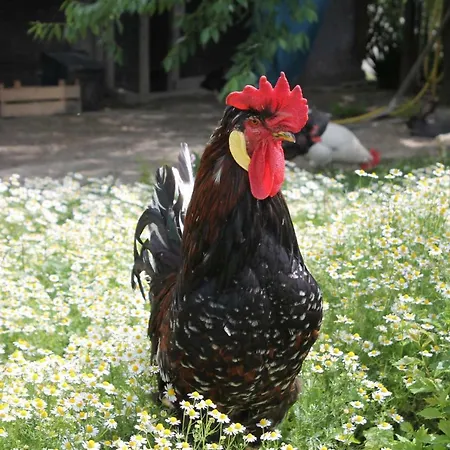 Tatil Evi Il Segnavento *