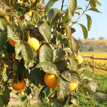 Tatil Evi Il Segnavento Cassinasco