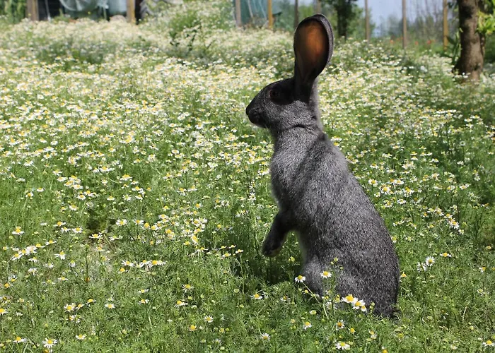 Il Segnavento Hébergement de vacances Cassinasco
