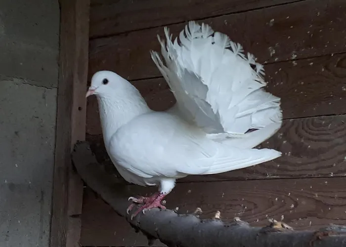 Il Segnavento * Cassinasco