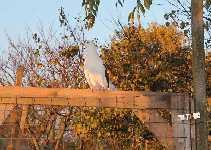 Tatil Evi Il Segnavento
